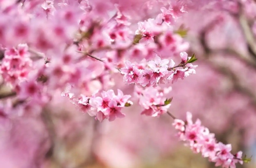 男人命带桃花煞是什么意思 男人命带桃花煞是什么意思